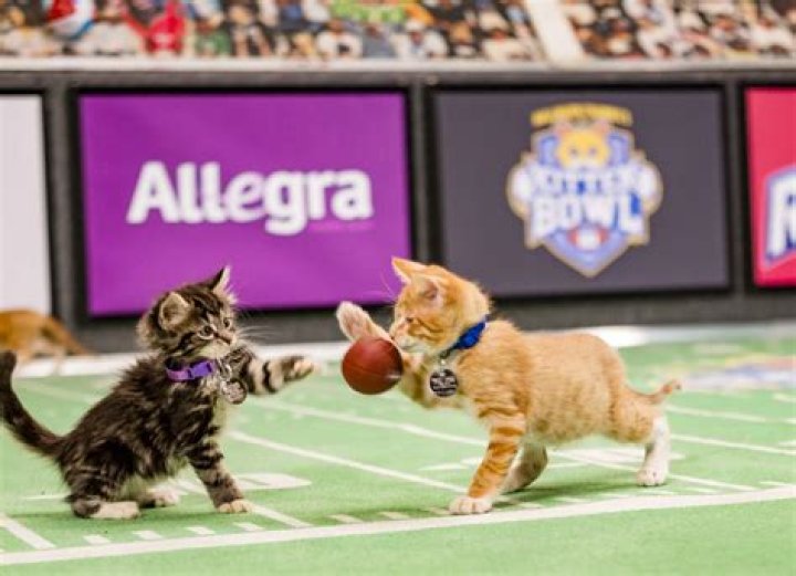 Boomer Esiason Pets