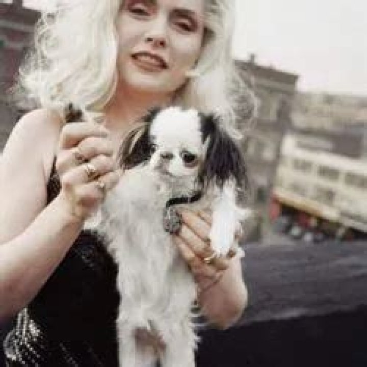 Debbie Harry Pets