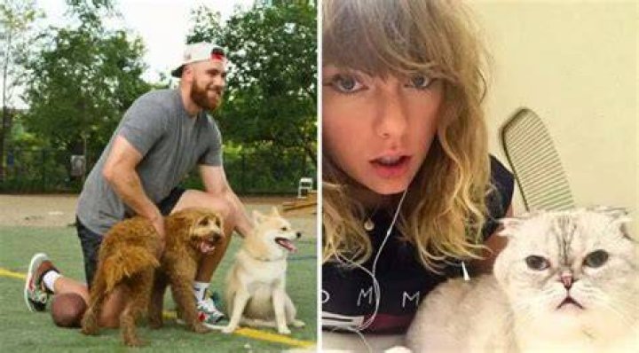 Does Travis Kelce Like Cats - Taylor Swift Fans Are Googling To Find Out