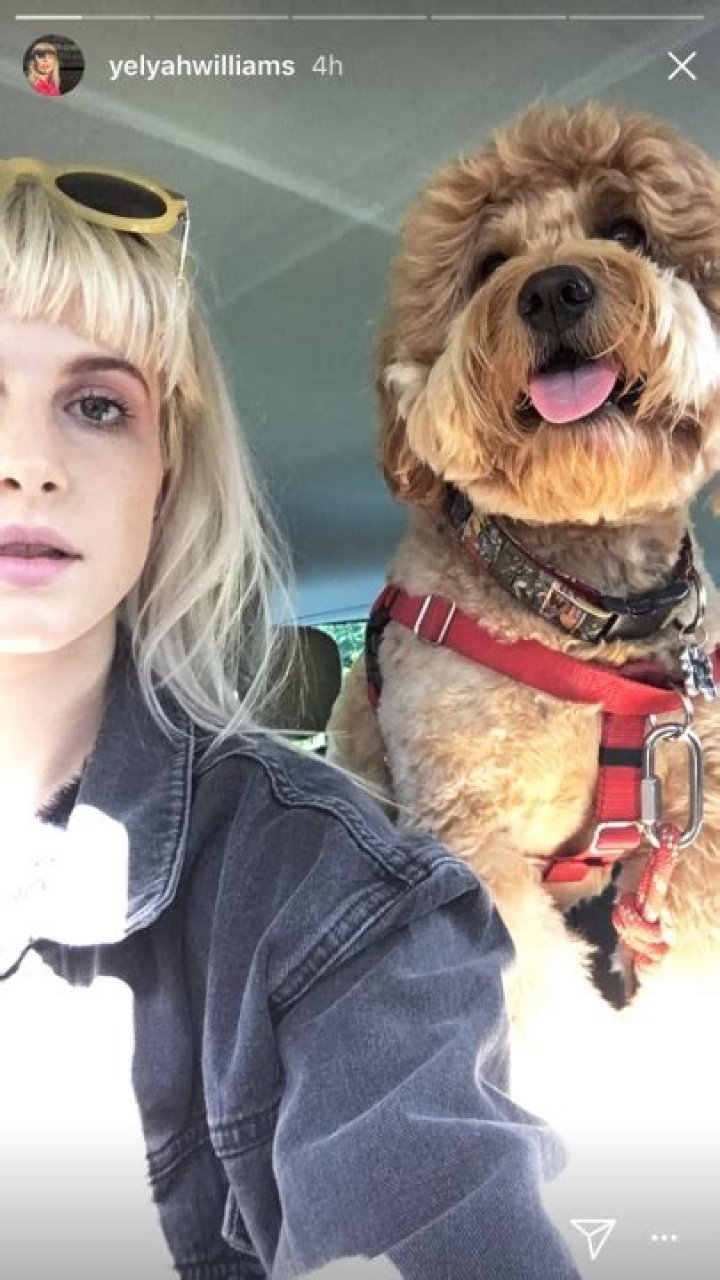Hayley Williams Pets