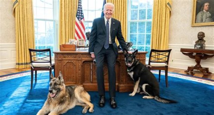 Jared Harris Pets
