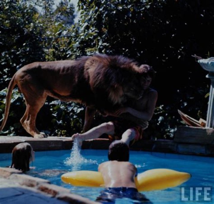 Melanie Griffith Pets