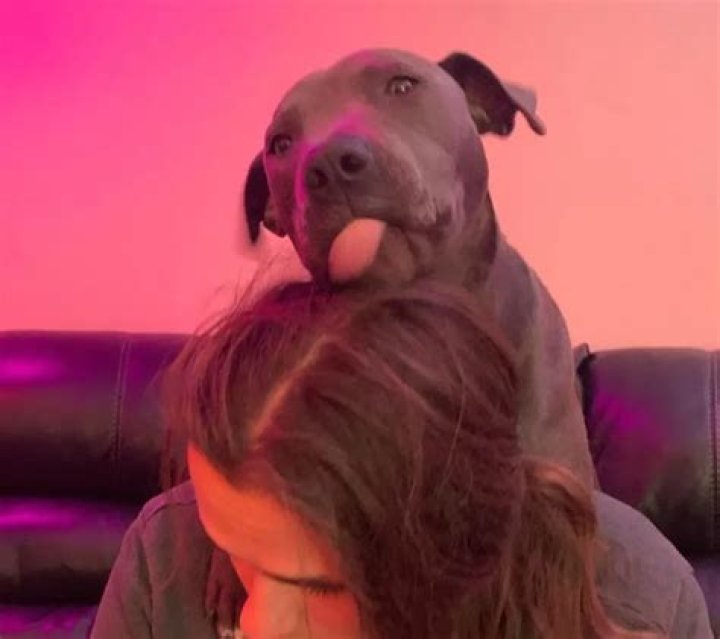 Prince Jackson Pets