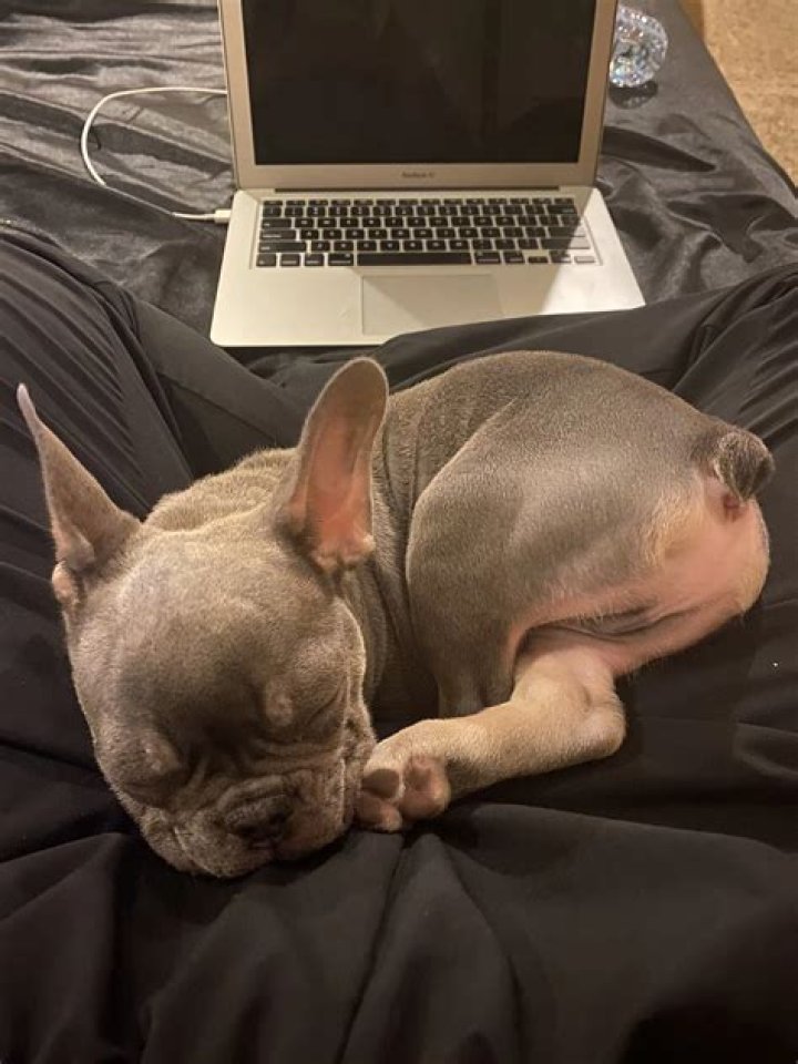 SteveWillDoIt Pets