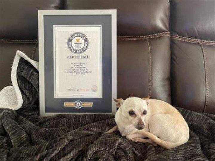 TobyKeith Oldest Living Dog Guinness World Records
